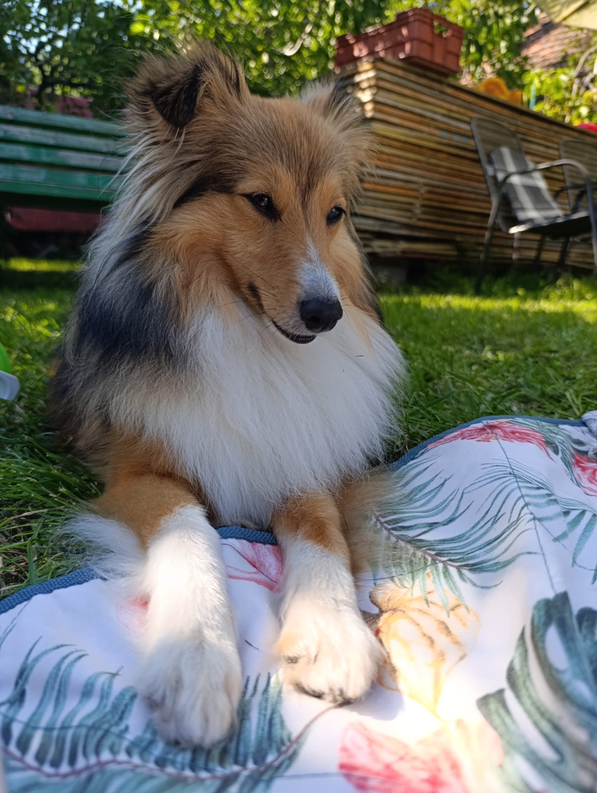 Ivory Electra  Dancing in the wind